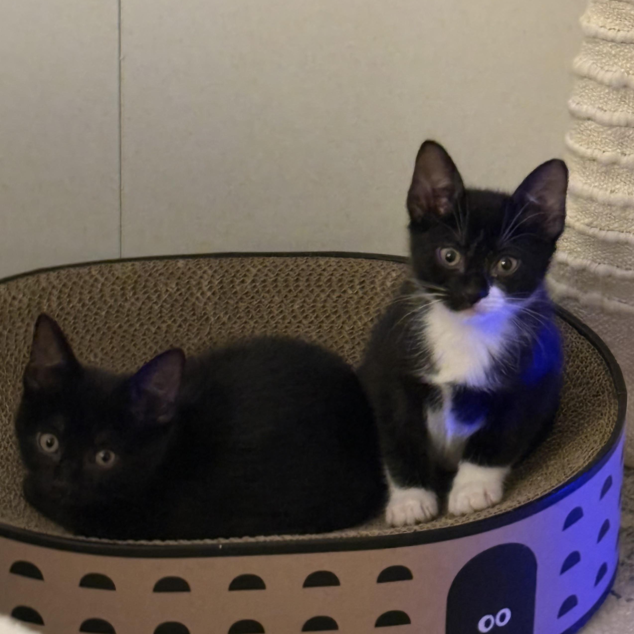 Enlarge Fifi & Bob, a Adoptable mixed breed in New york, NY image 4/5