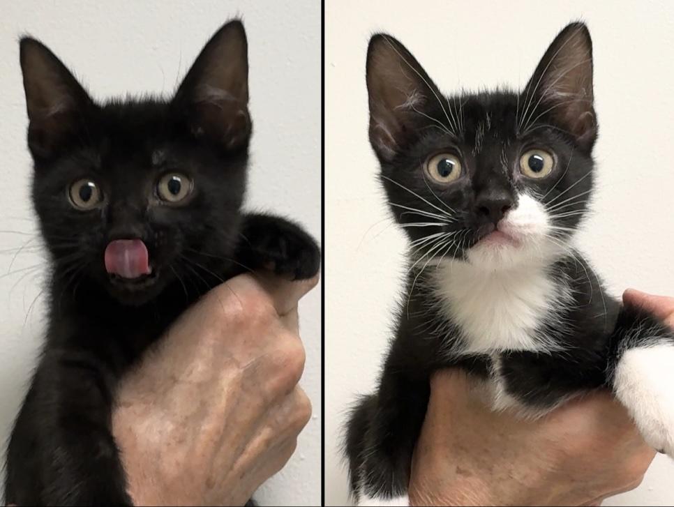 Fifi & Bob, Adoptable, Kitten Male Domestic Short Hair.