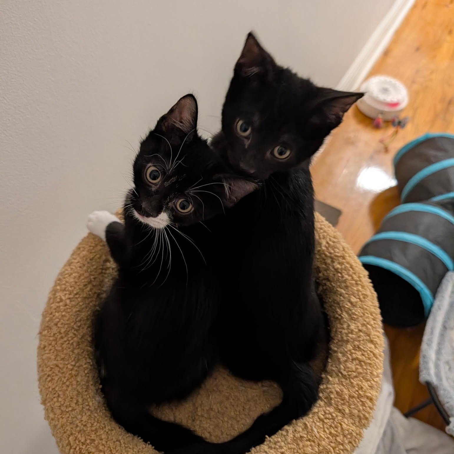 Enlarge Fifi & Bob, a Adoptable mixed breed in New york, NY image 5/5