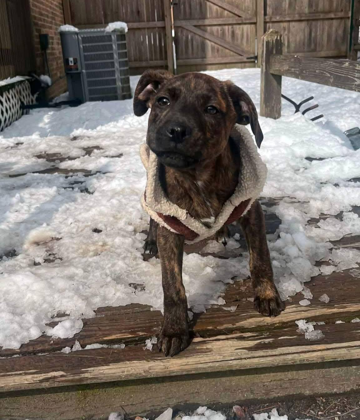 Enlarge Smokey, a ADOPTABLE mixed breed in Souderton, PA image 2/4