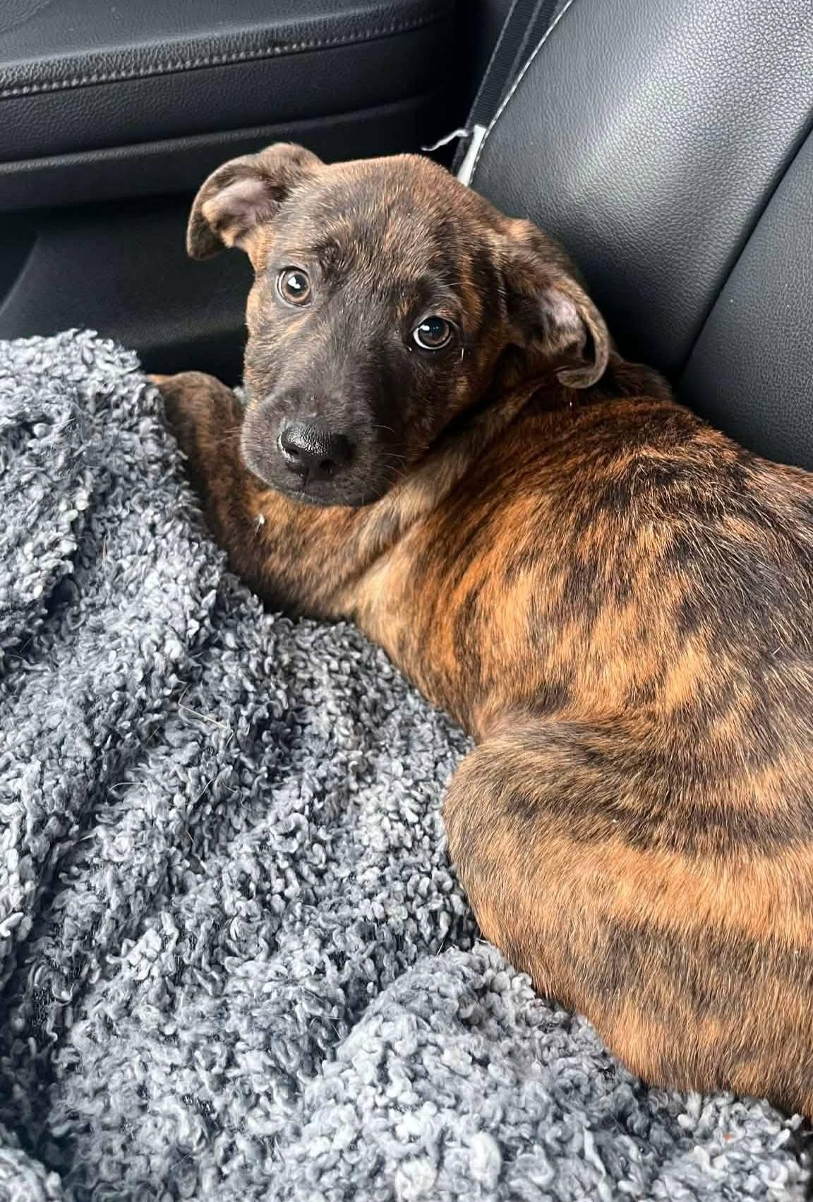 Enlarge Smokey, a ADOPTABLE mixed breed in Souderton, PA image 3/4