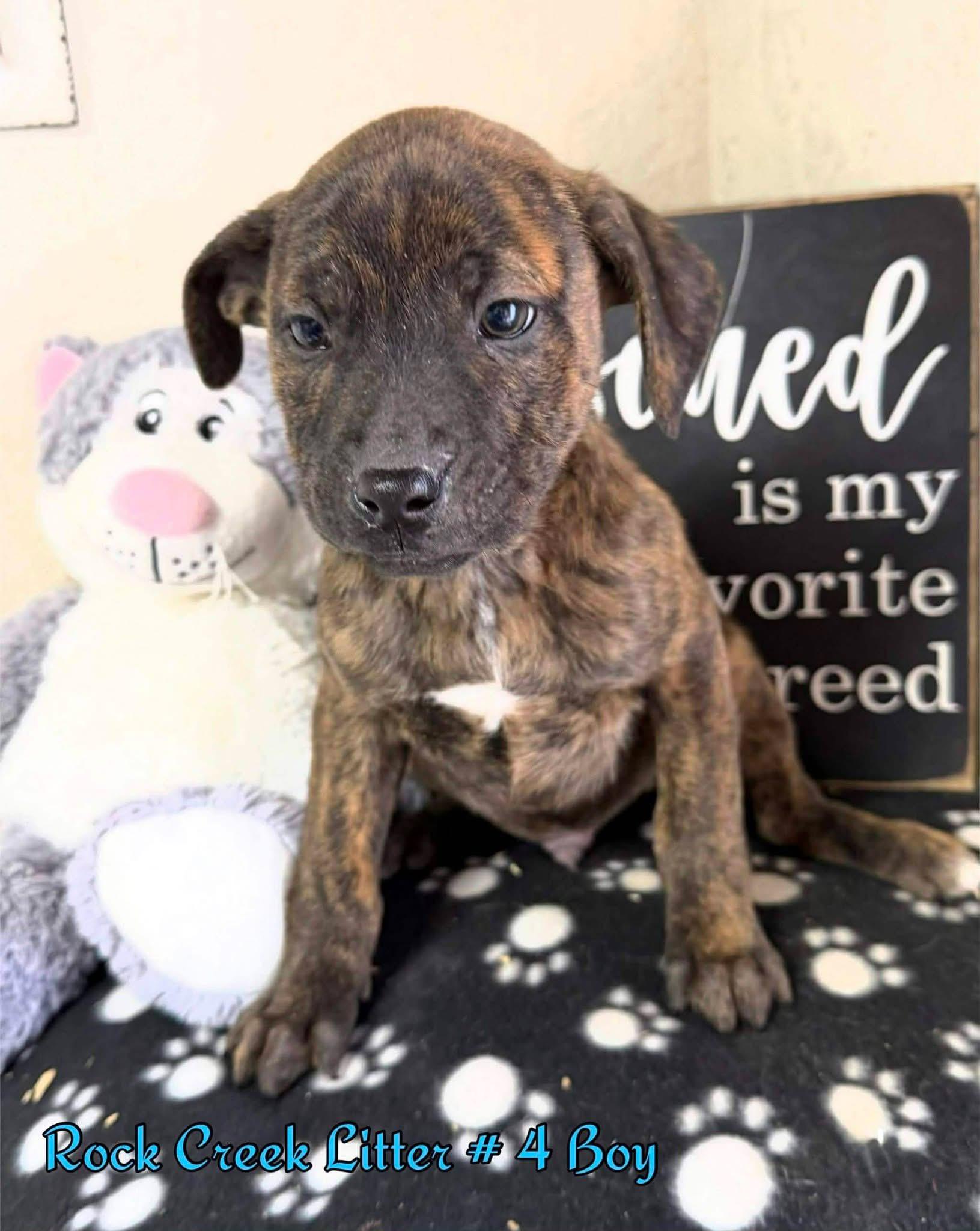 Enlarge Smokey, a ADOPTABLE mixed breed in Souderton, PA image 4/4