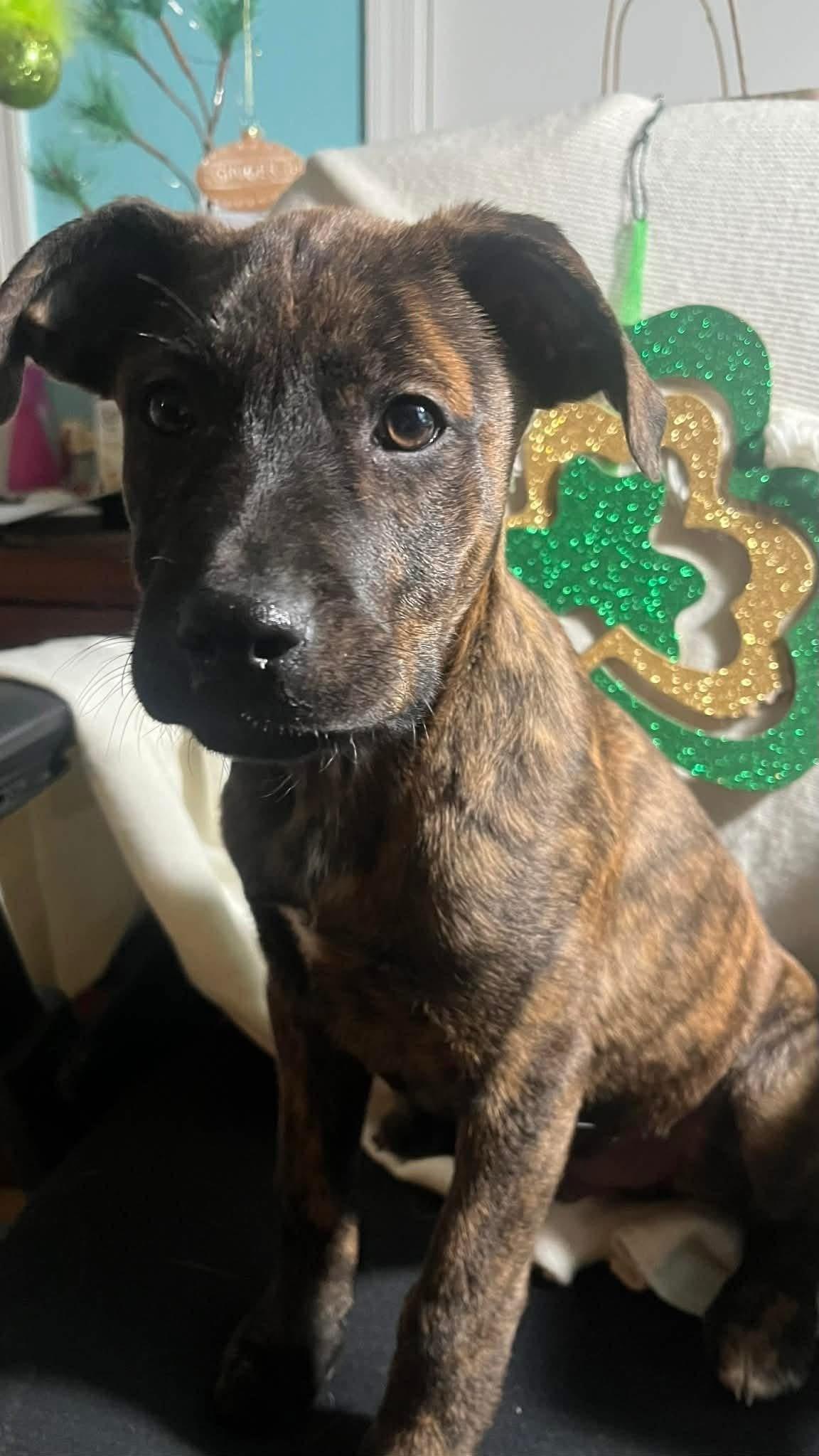 Smokey, ADOPTABLE, Puppy Male Hound.