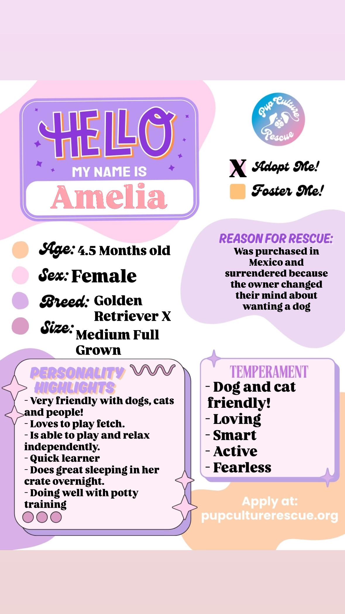Amelia, a Adoptable mixed breed in Pasadena, CA image 2/6