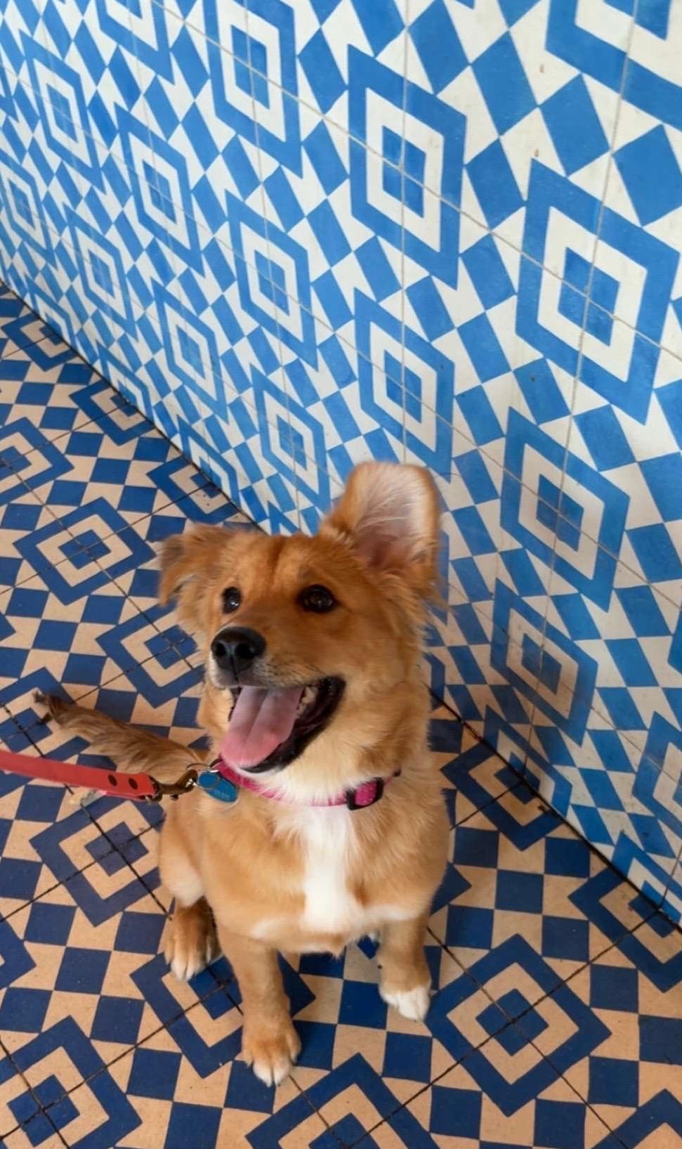 Amelia, a Adoptable mixed breed in Pasadena, CA image 3/6