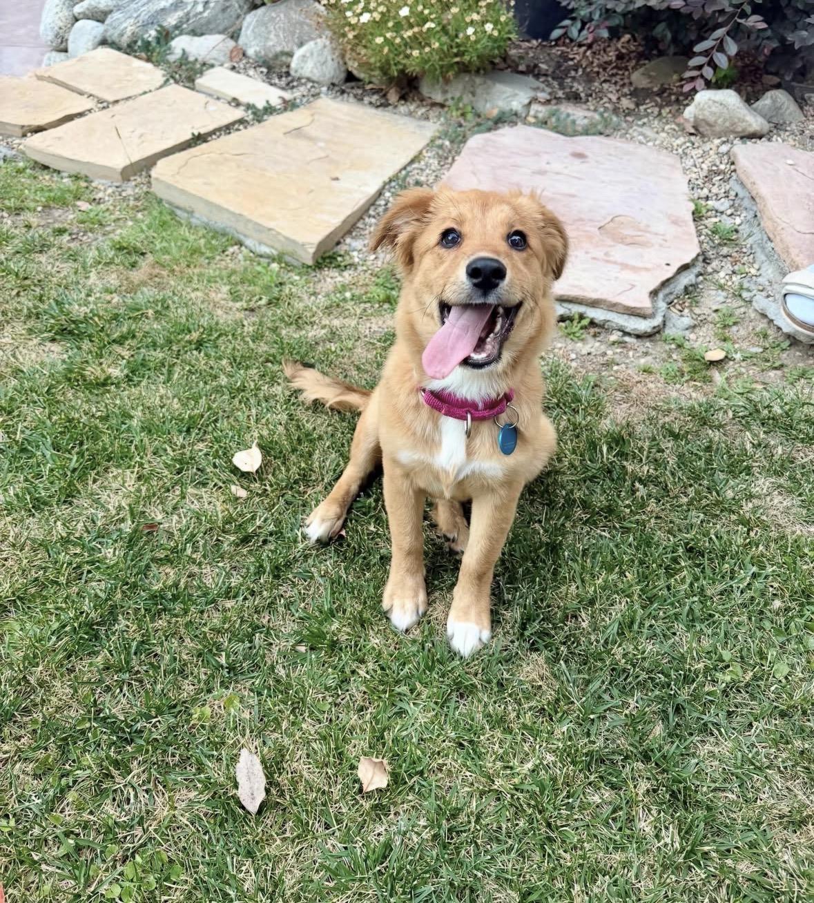 Amelia, a Adoptable mixed breed in Pasadena, CA image 5/6