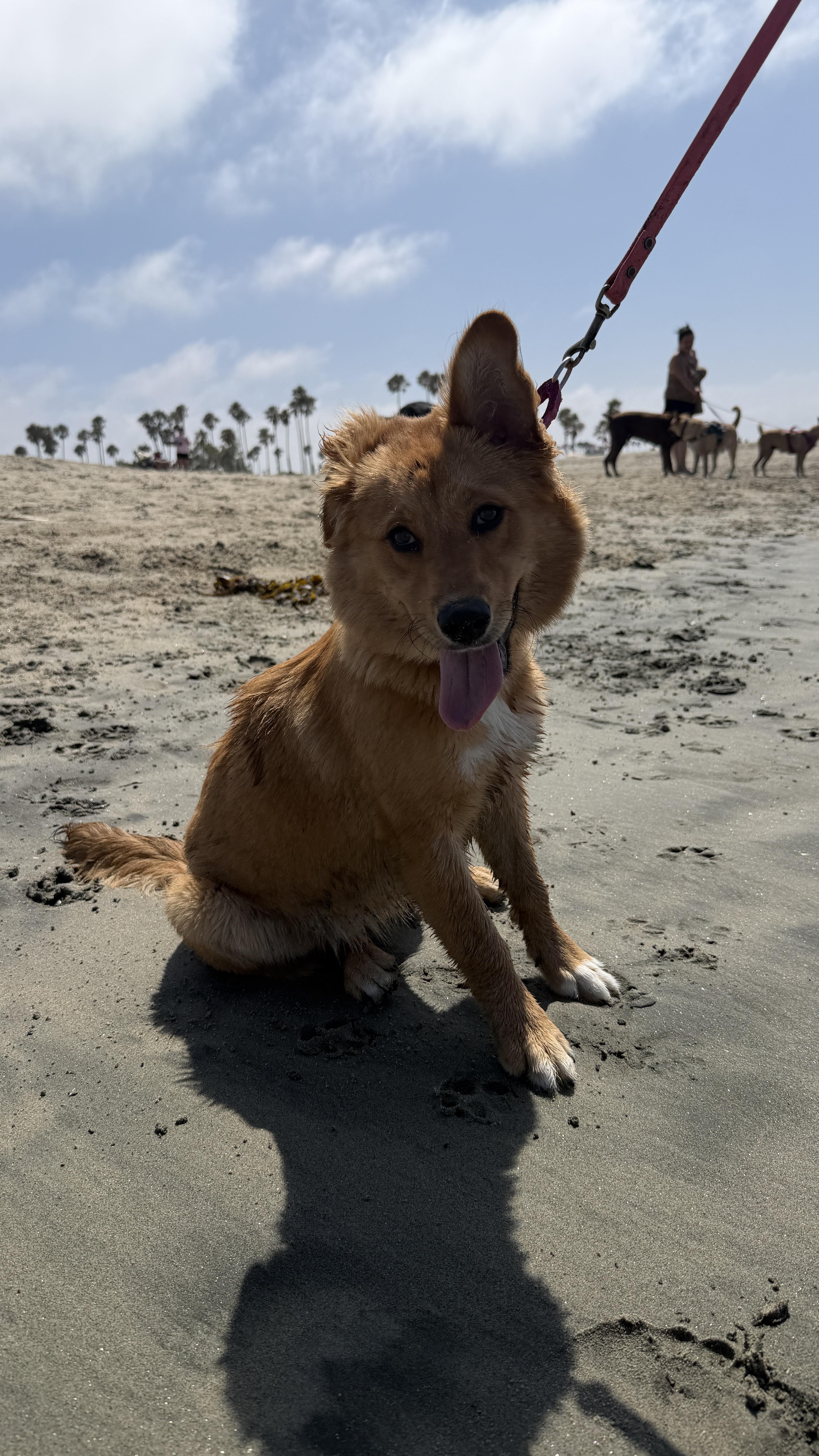 Amelia, a Adoptable mixed breed in Pasadena, CA image 1/6
