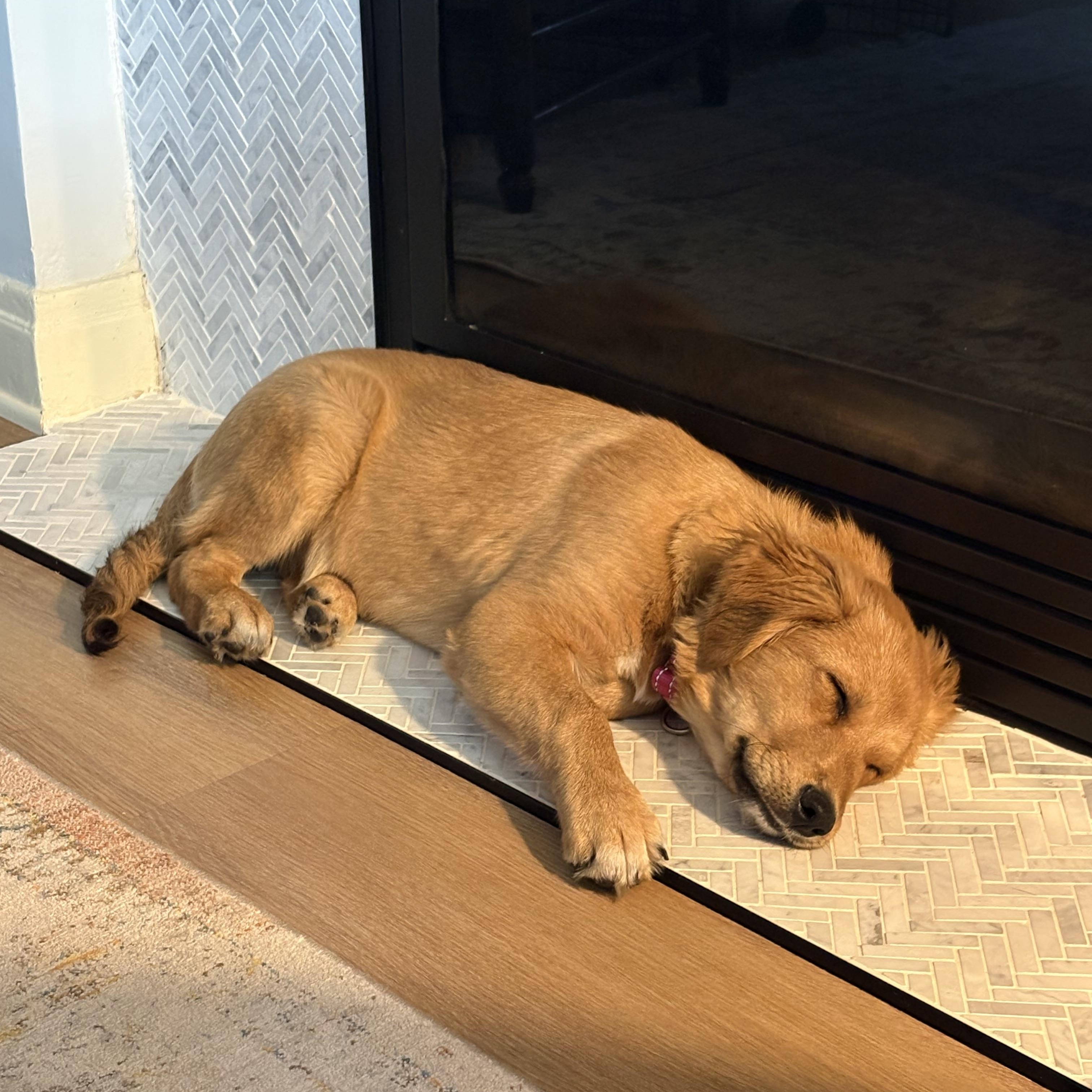 Amelia, a Adoptable mixed breed in Pasadena, CA image 6/6