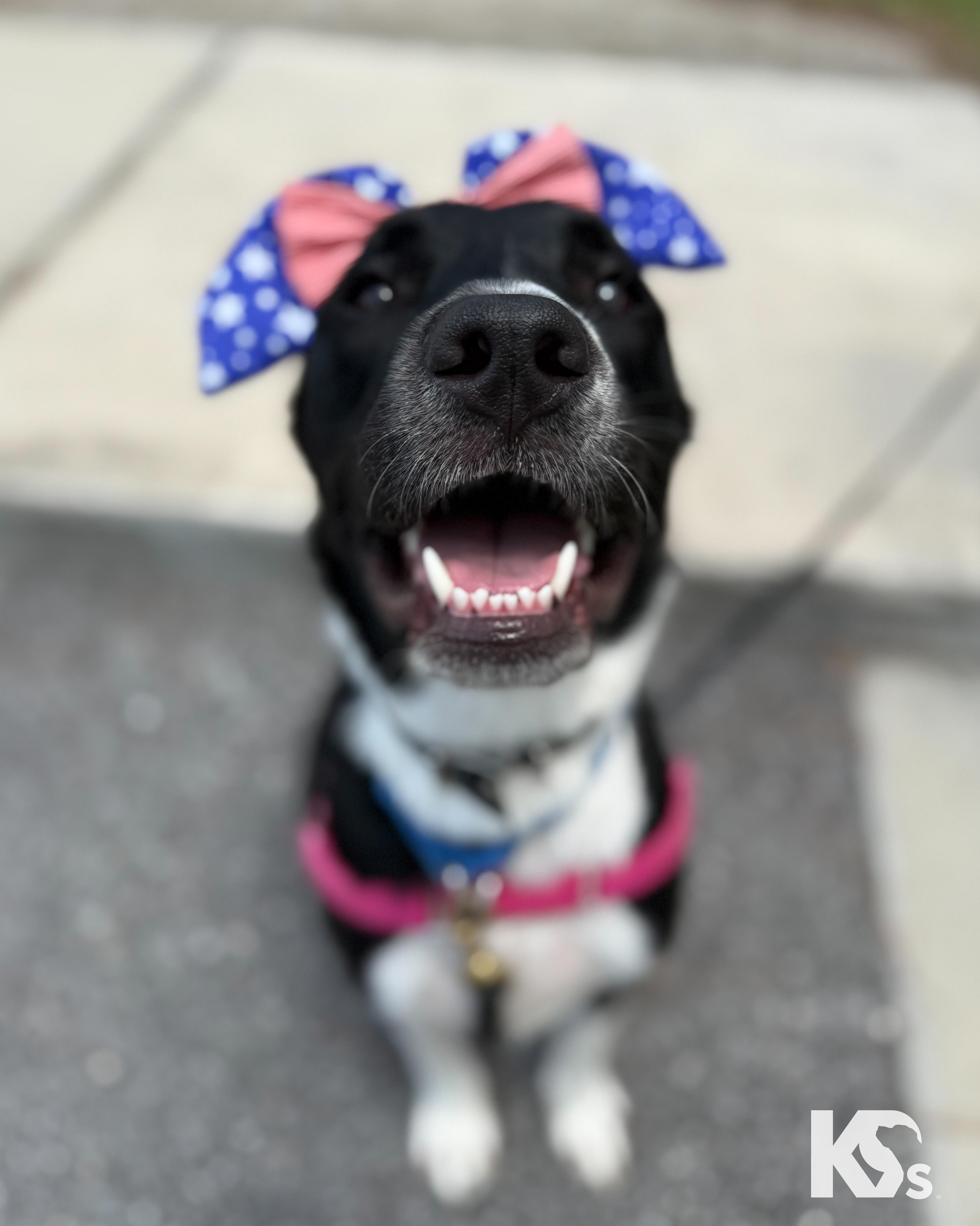 Enlarge Zoomie, a Adoptable mixed breed in Ponte Vedra, FL image 1/6