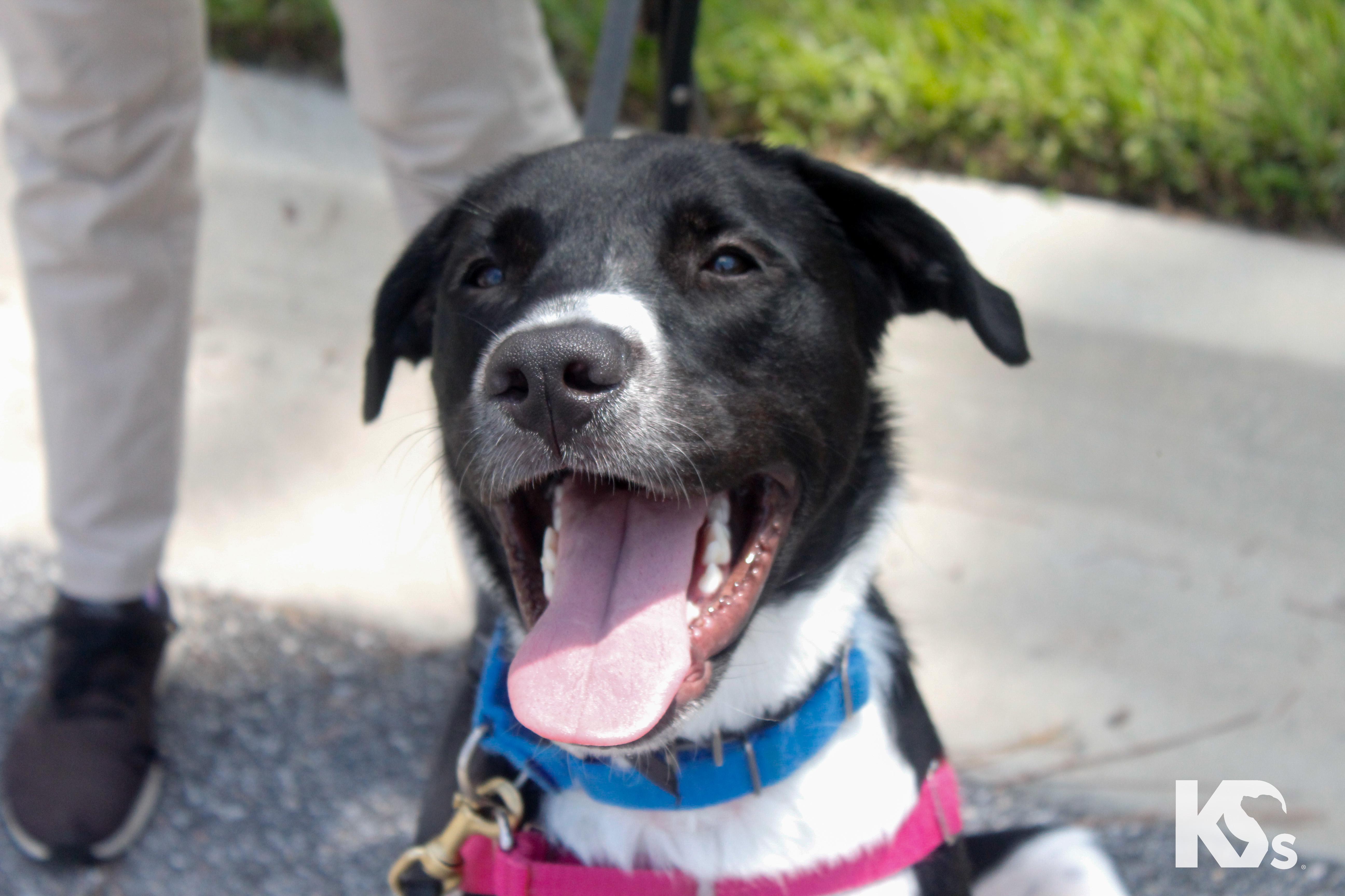 Enlarge Zoomie, a Adoptable mixed breed in Ponte Vedra, FL image 2/6