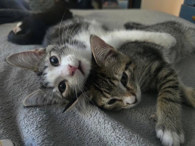 Pocket Coco, a Adoptable Domestic Short Hair in Antioch, CA image 1/3