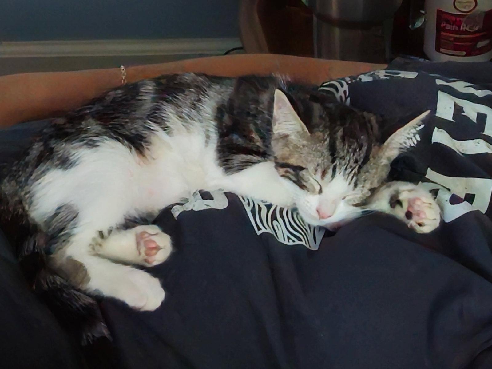 Pocket Coco, a Adoptable Domestic Short Hair in Antioch, CA image 2/3