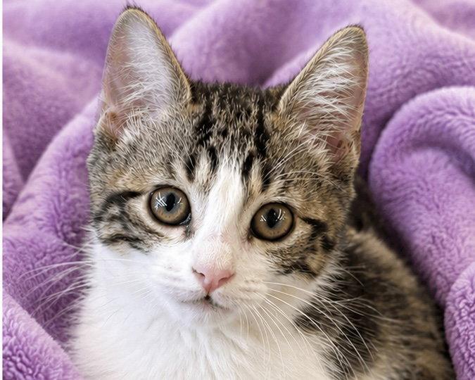 Pocket Coco, a Adoptable Domestic Short Hair in Antioch, CA image 3/3