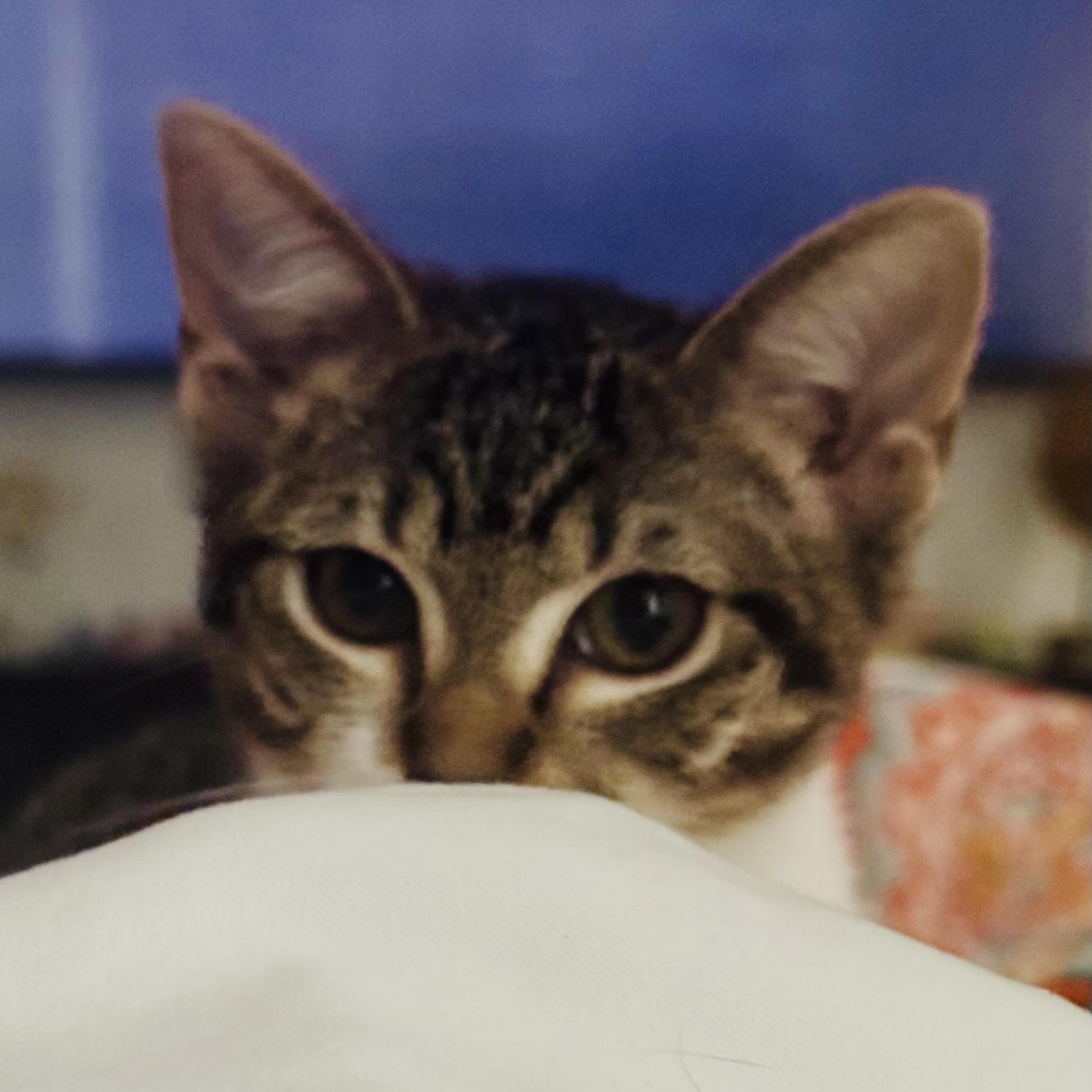Enlarge Shannon, a Adoptable Domestic Short Hair in Denver, CO image 4/5