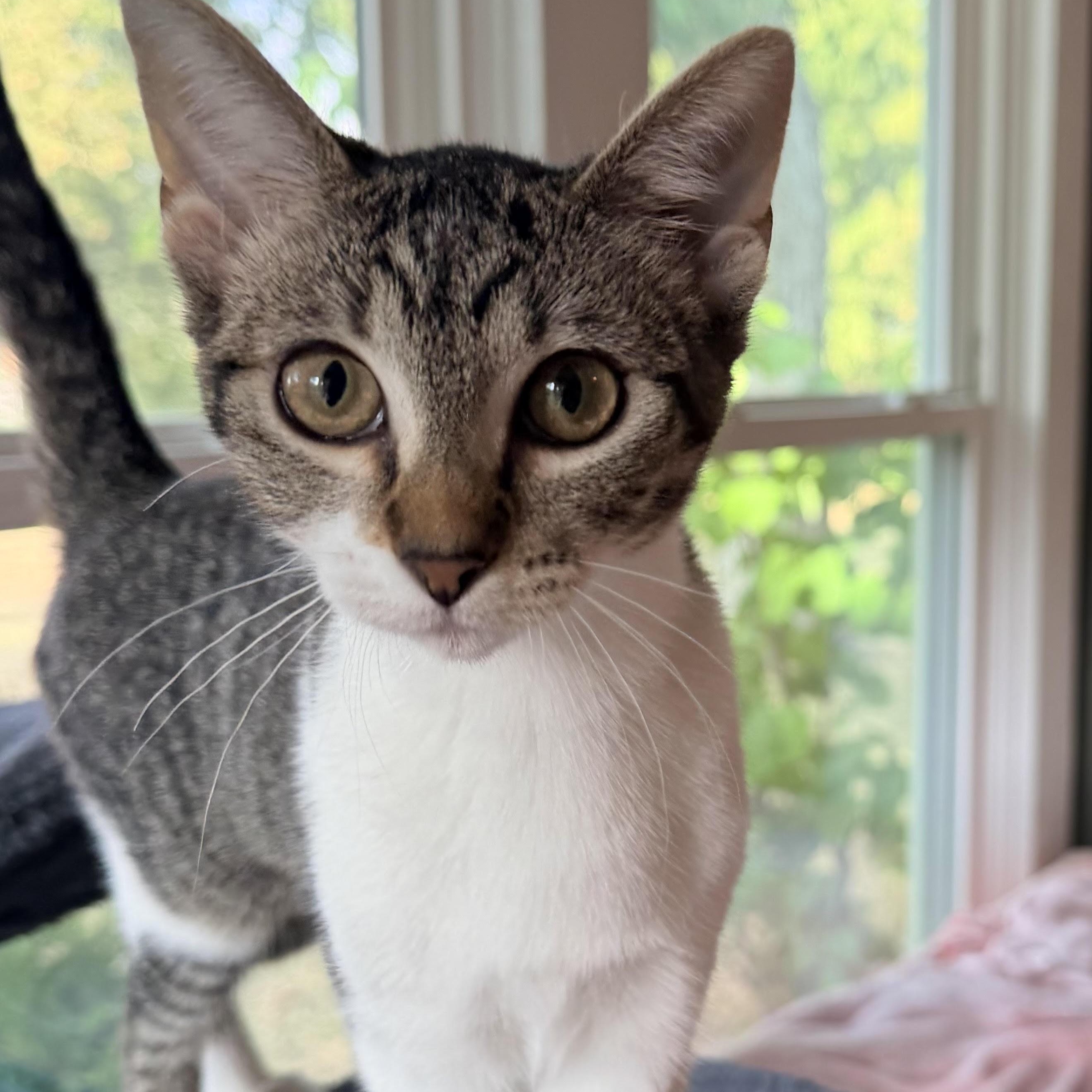 Shannon, Adoptable, Kitten Female Domestic Short Hair.