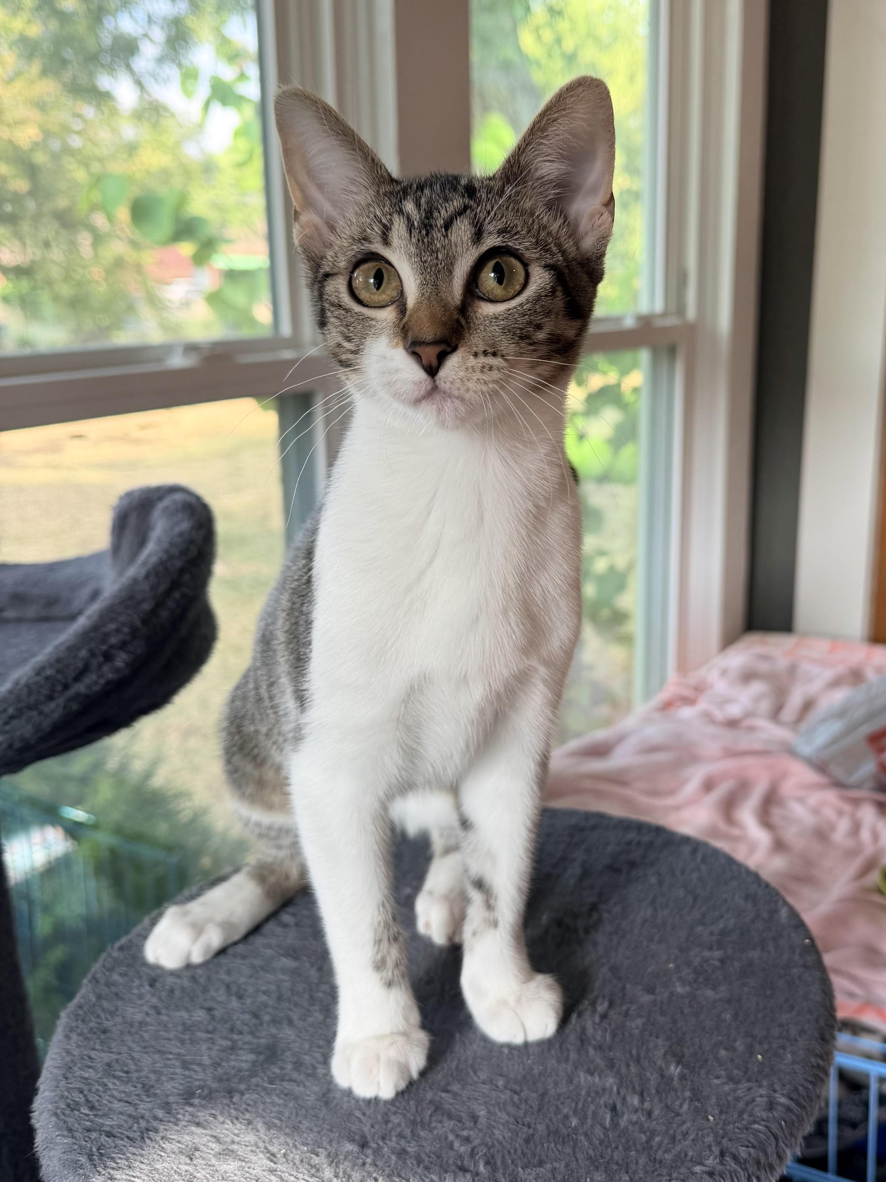 Enlarge Shannon, a Adoptable Domestic Short Hair in Denver, CO image 2/5