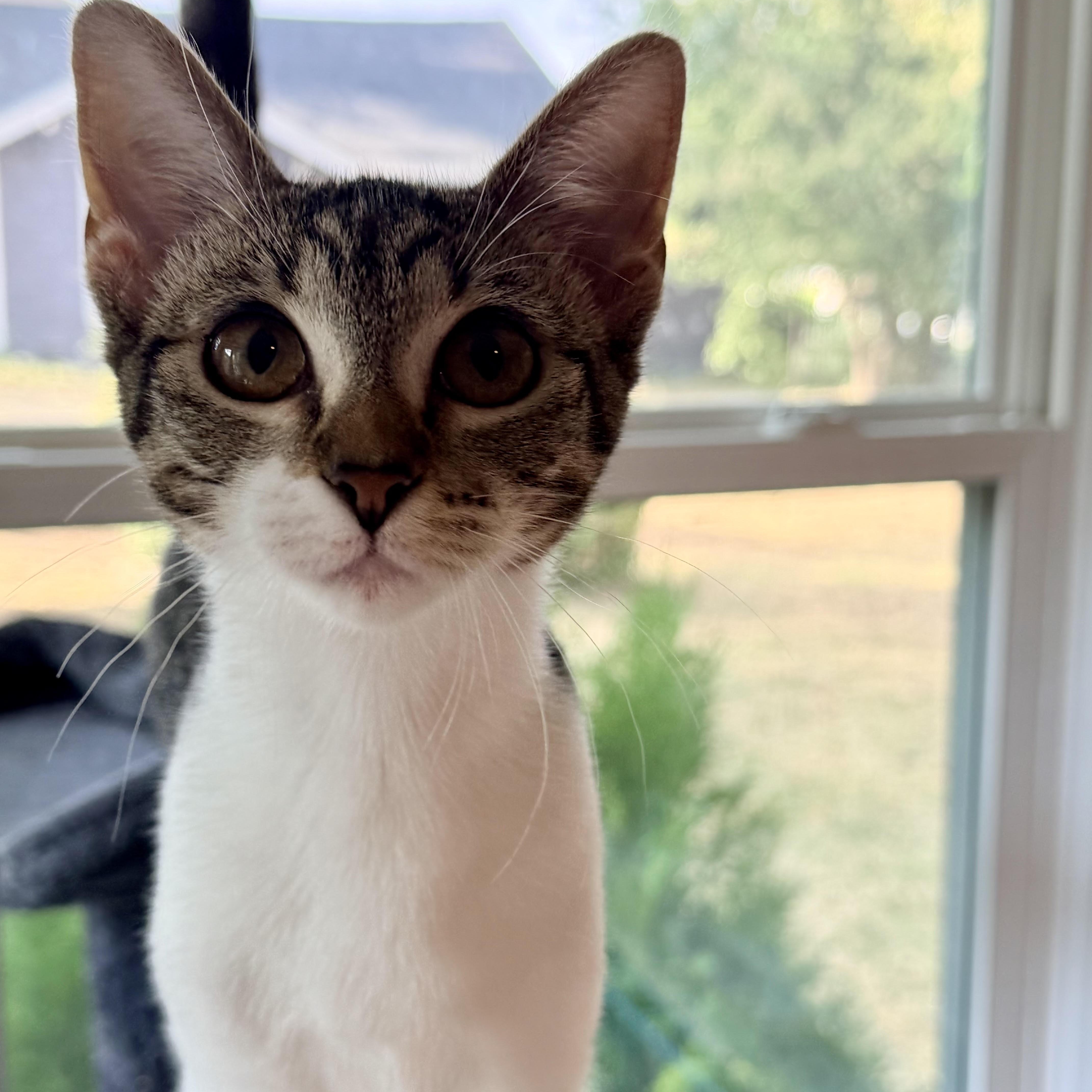 Enlarge Shannon, a Adoptable Domestic Short Hair in Denver, CO image 3/5