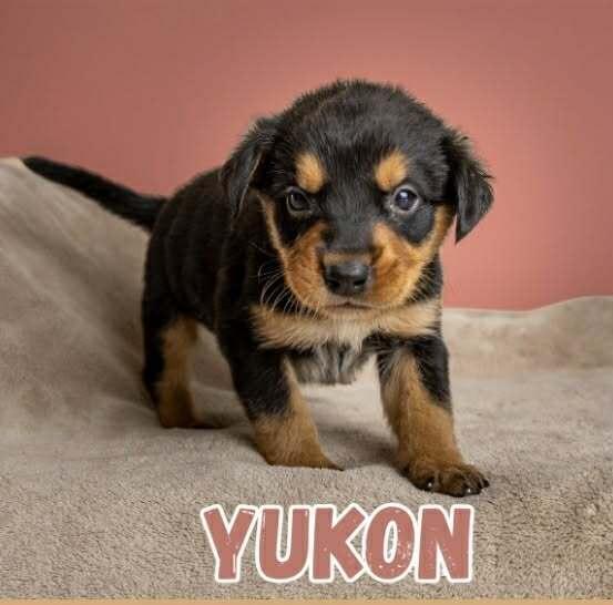 Enlarge Yukon, a Adoptable mixed breed in Wolcott, CT image 1/3