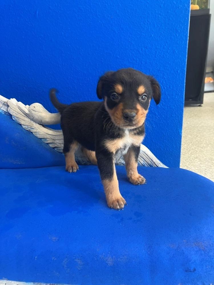 Enlarge Yukon, a Adoptable mixed breed in Wolcott, CT image 2/3