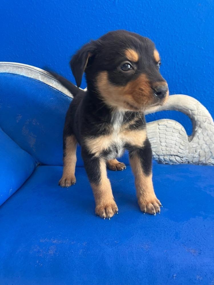 Enlarge Yukon, a Adoptable mixed breed in Wolcott, CT image 3/3