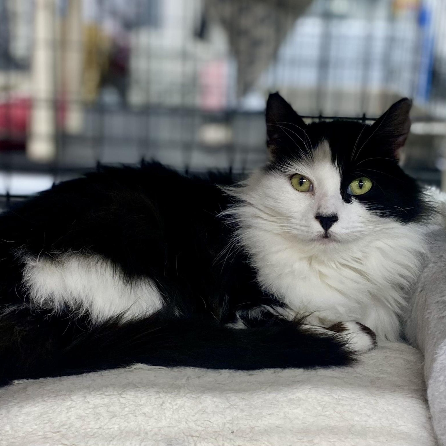 Enlarge Marci, a Adoptable Domestic Medium Hair in Blackfoot, ID image 1/1