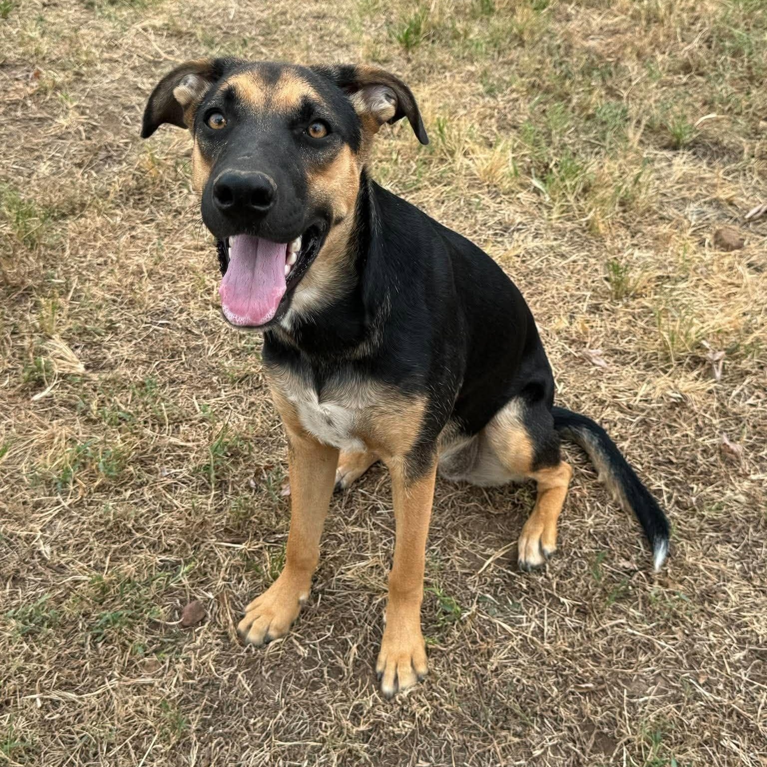 Enlarge Willa, a Adoptable mixed breed in South Windsor, CT image 3/4