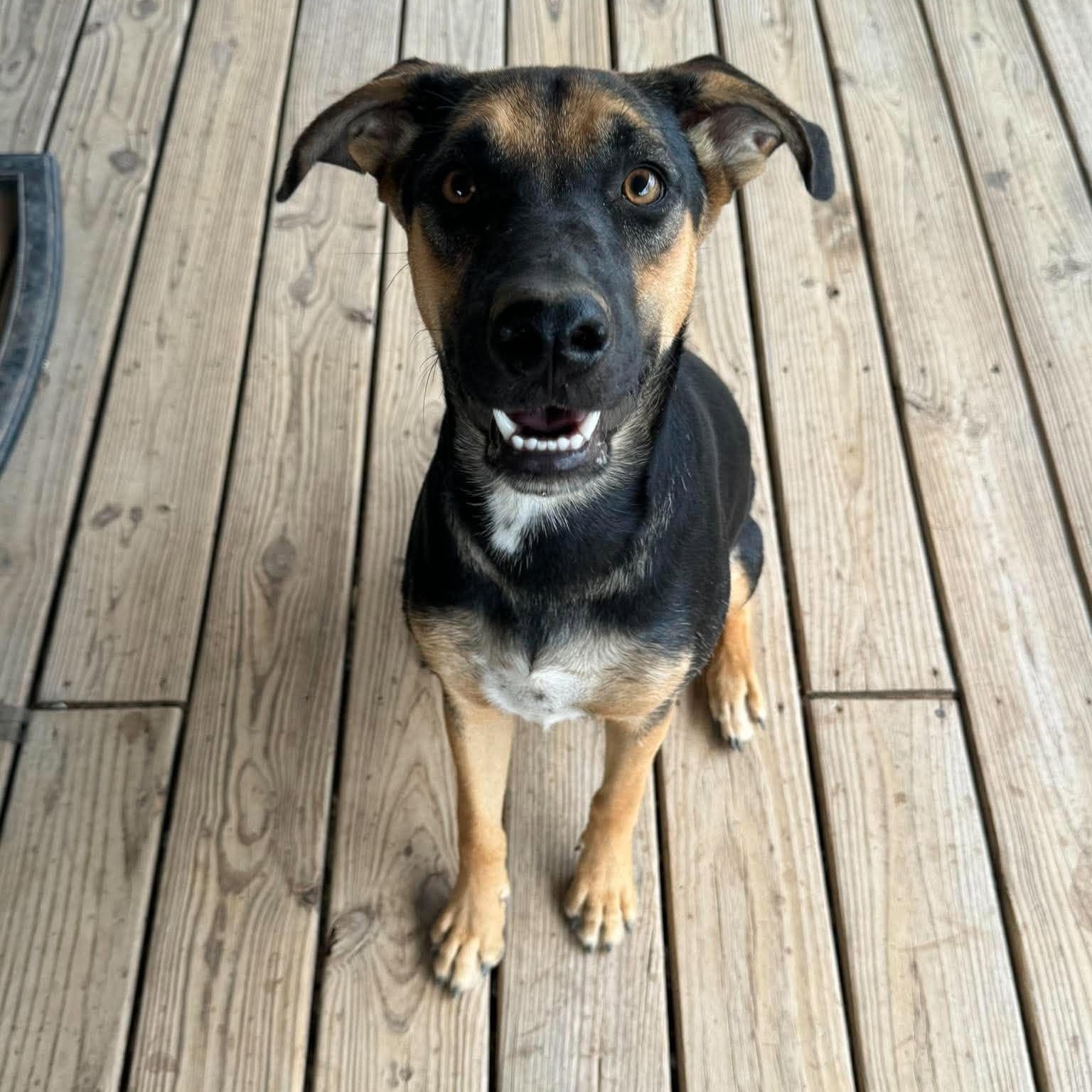 Enlarge Willa, a Adoptable mixed breed in South Windsor, CT image 2/4