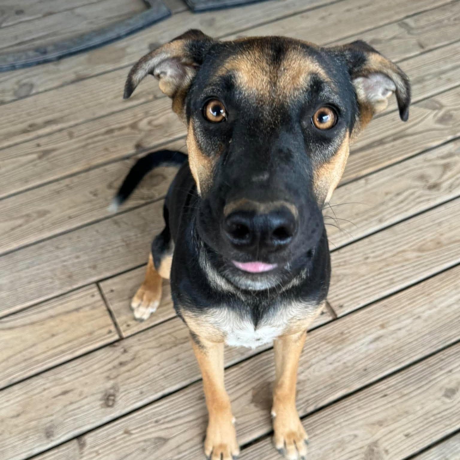 Willa, Adoptable, Puppy Female German Shepherd Dog & Hound.