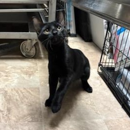 Orion, ADOPTABLE, Kitten Male Domestic Short Hair.