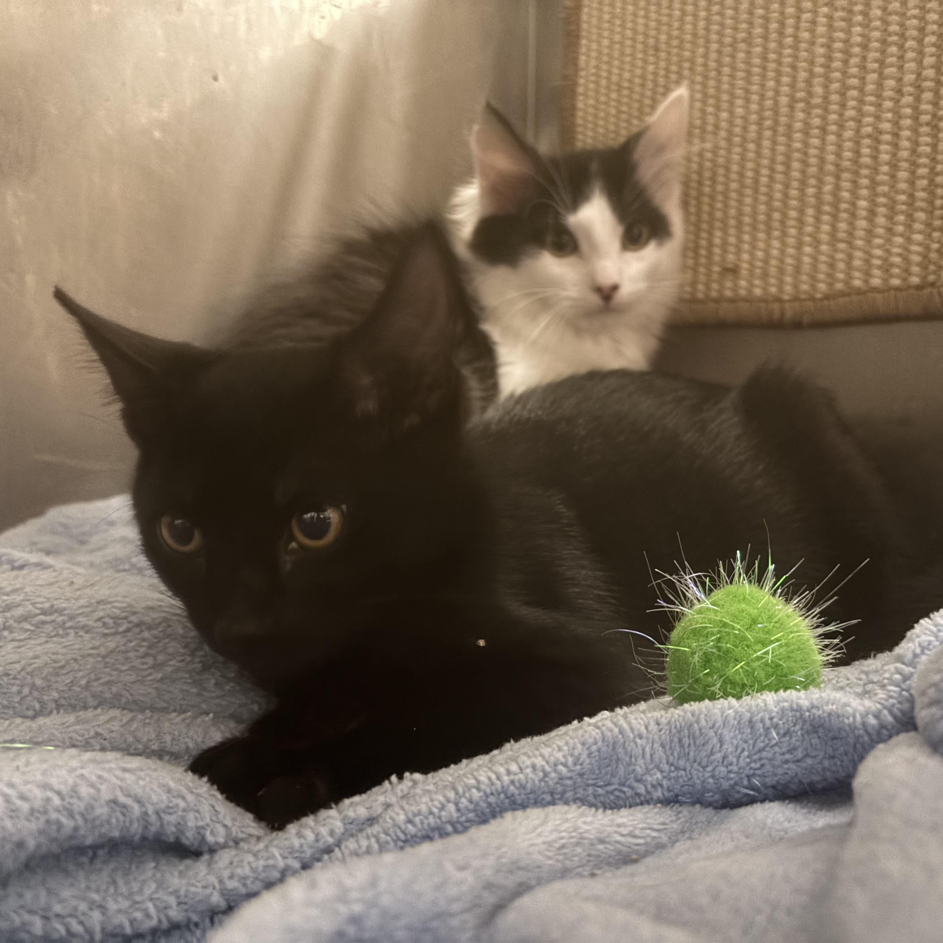 Orion, a ADOPTABLE Domestic Short Hair in Boone, IA image 4/4