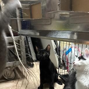 Enlarge Orion, a ADOPTABLE Domestic Short Hair in Boone, IA image 4/6