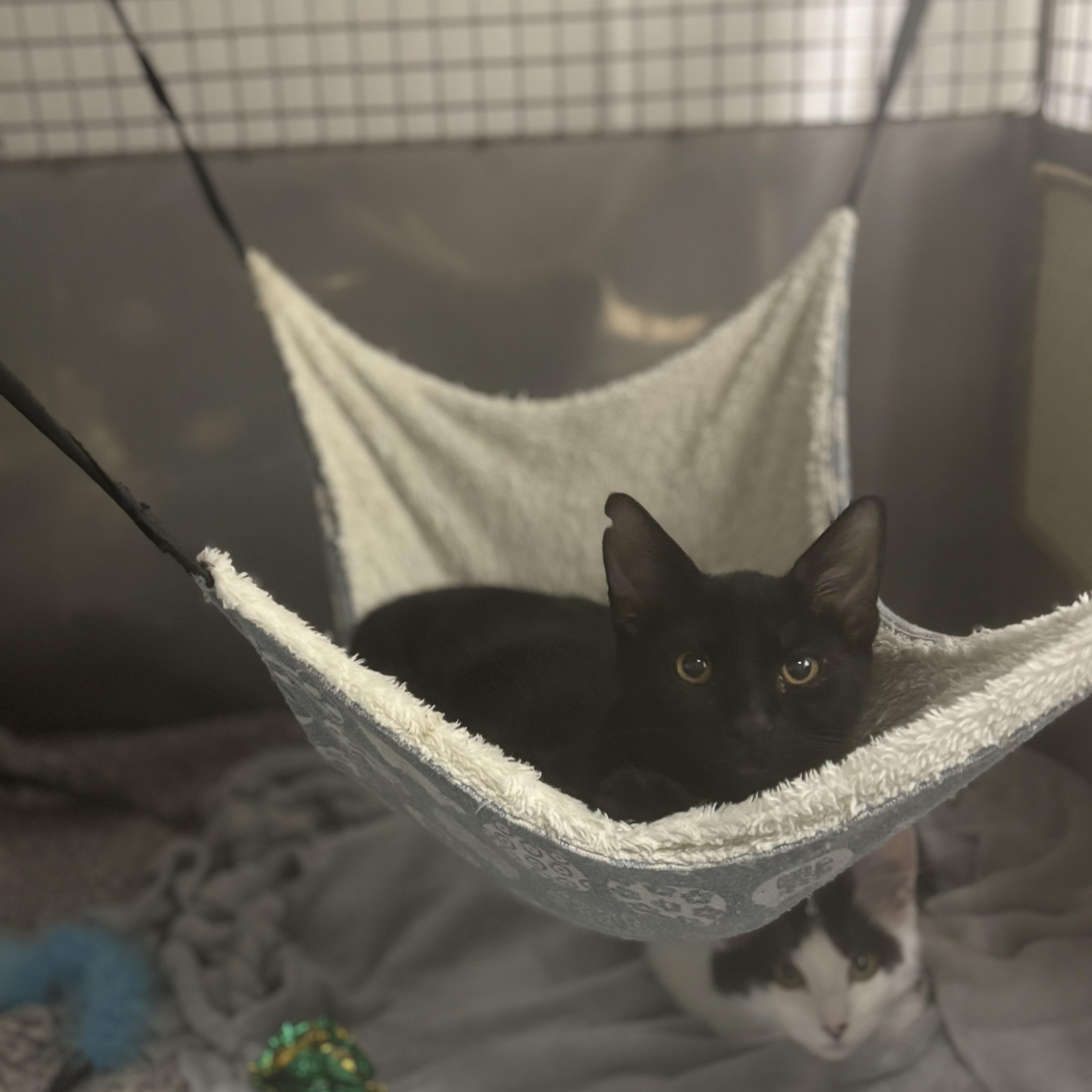 Enlarge Orion, a ADOPTABLE Domestic Short Hair in Boone, IA image 3/5