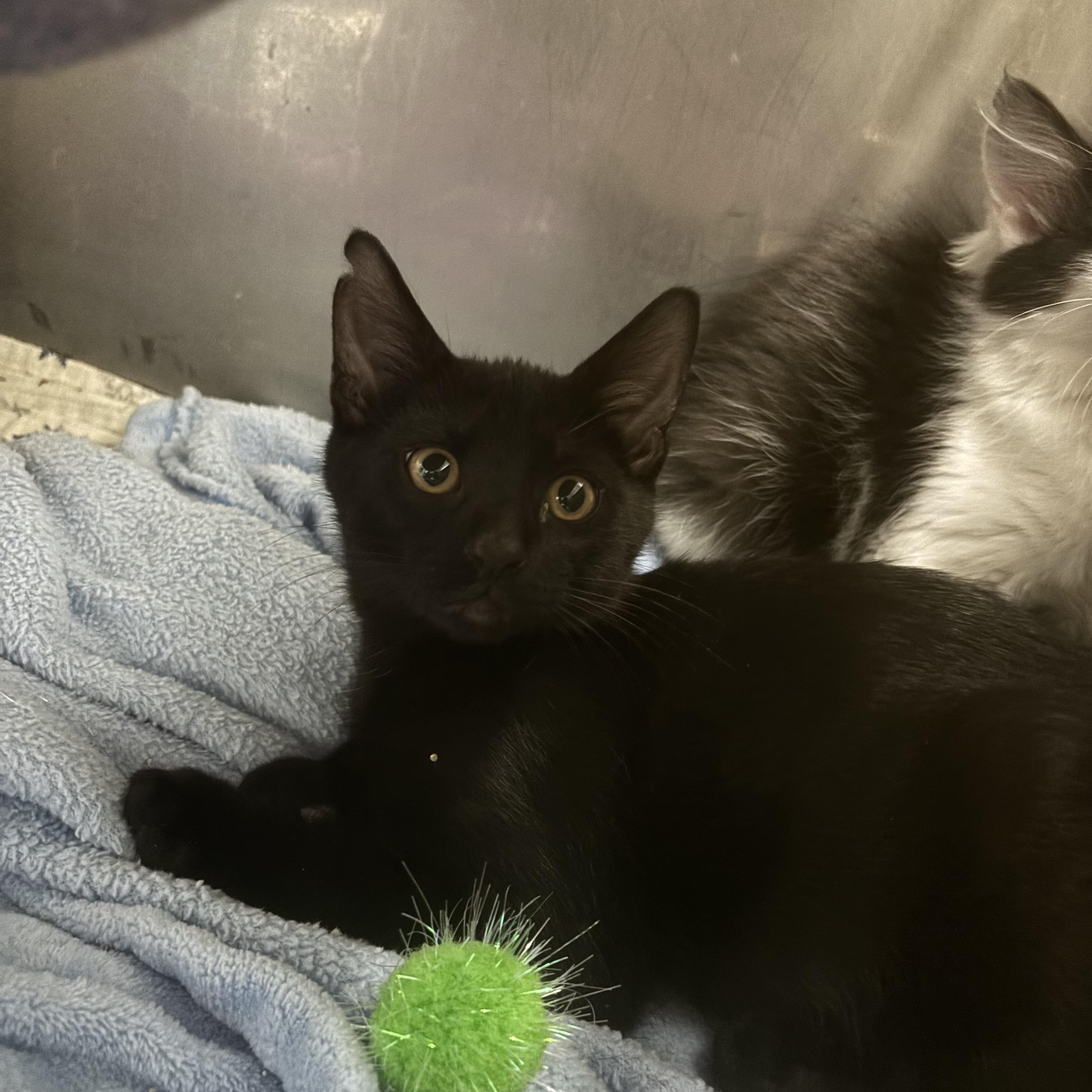 Orion, ADOPTABLE, Kitten Male Domestic Short Hair.