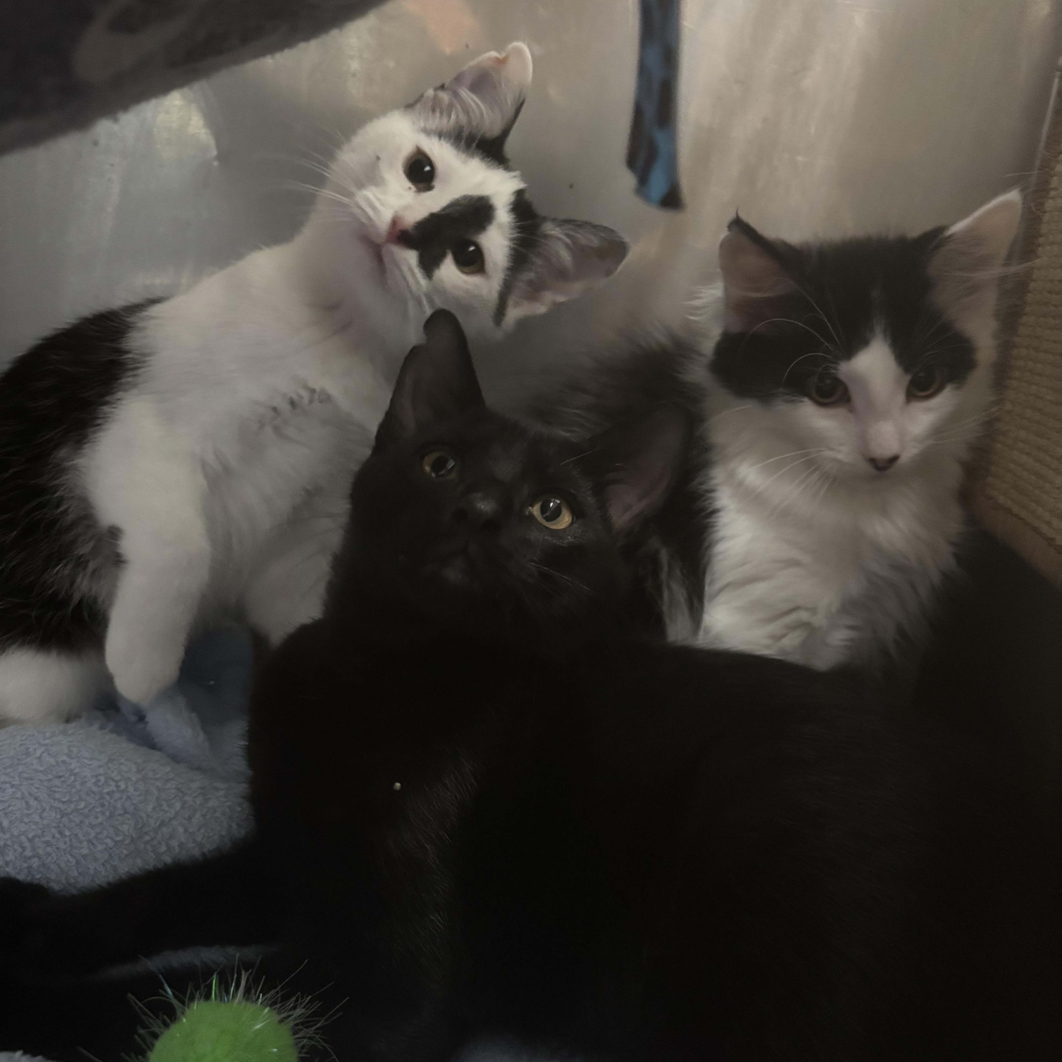 Orion, a ADOPTABLE Domestic Short Hair in Boone, IA image 2/4