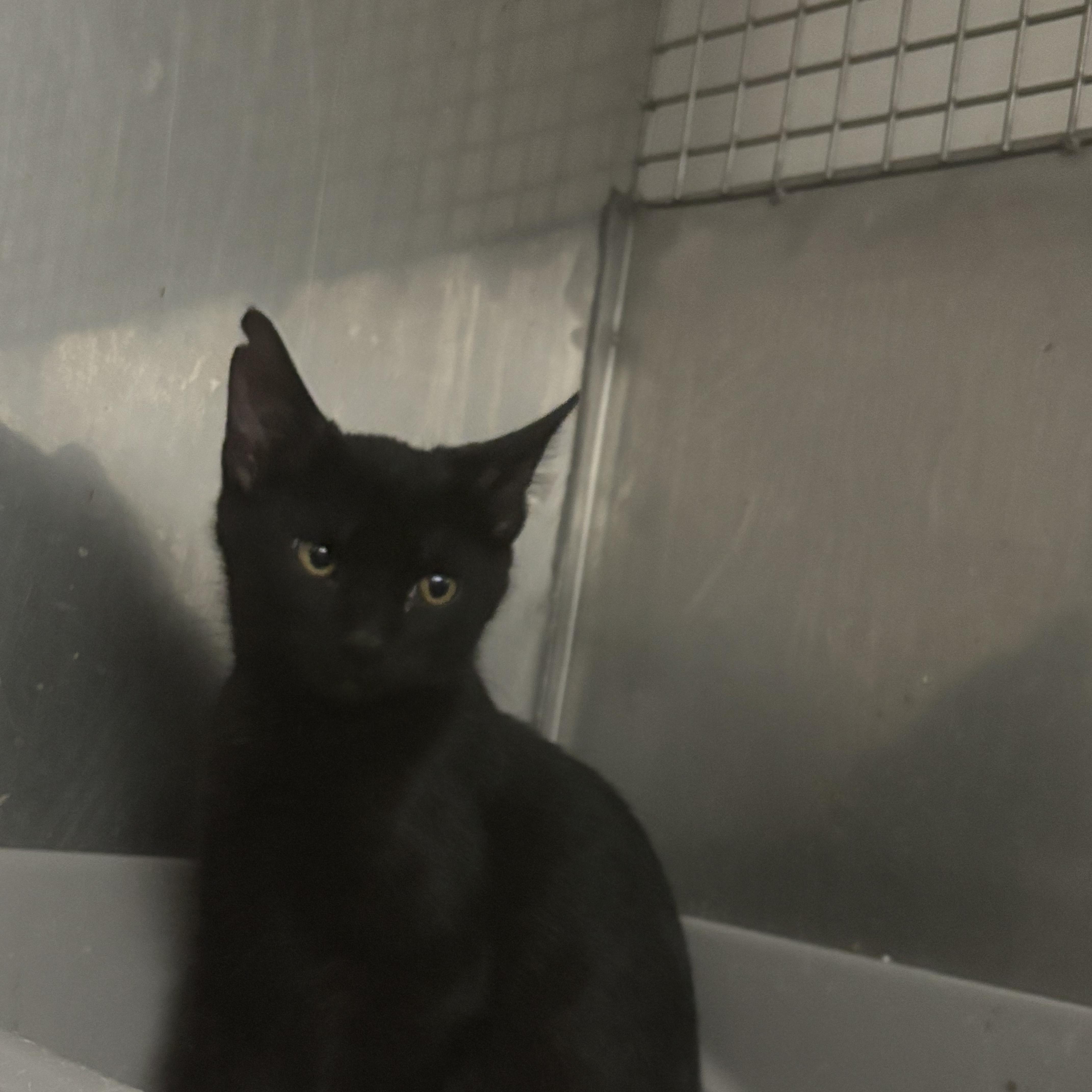 Orion, a ADOPTABLE Domestic Short Hair in Boone, IA image 3/4