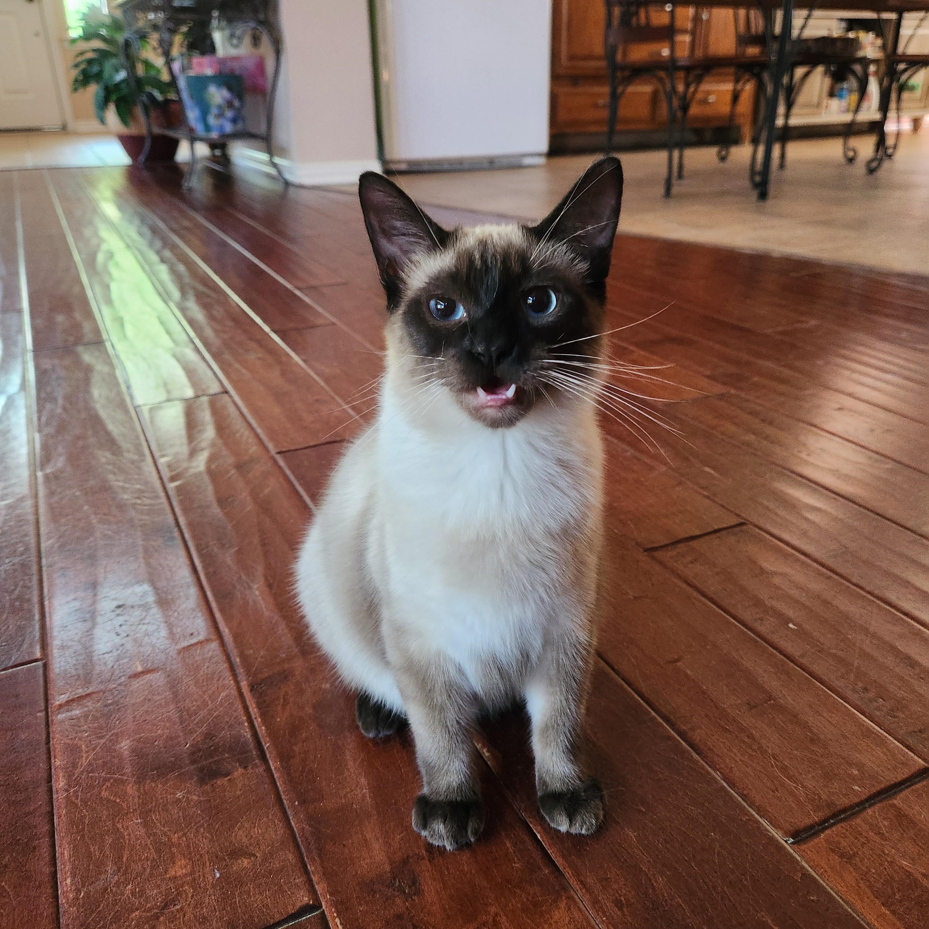 Enlarge Lao Zhu (Seal-Point Siamese), an adopted mixed breed in Allen, TX image 1/6