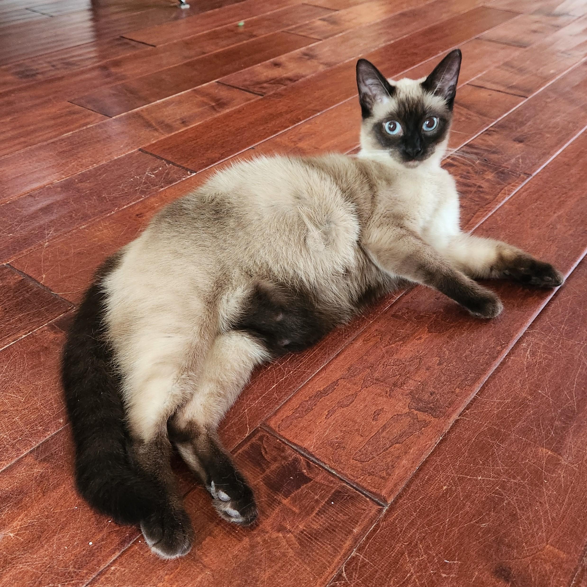Enlarge Lao Zhu (Seal-Point Siamese), an adopted mixed breed in Allen, TX image 3/6