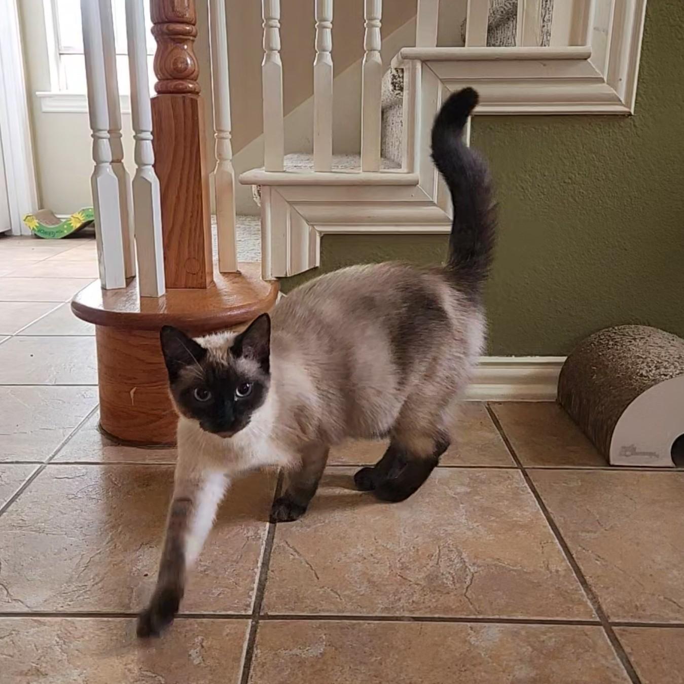 Enlarge Lao Zhu (Seal-Point Siamese), an adopted mixed breed in Allen, TX image 6/6