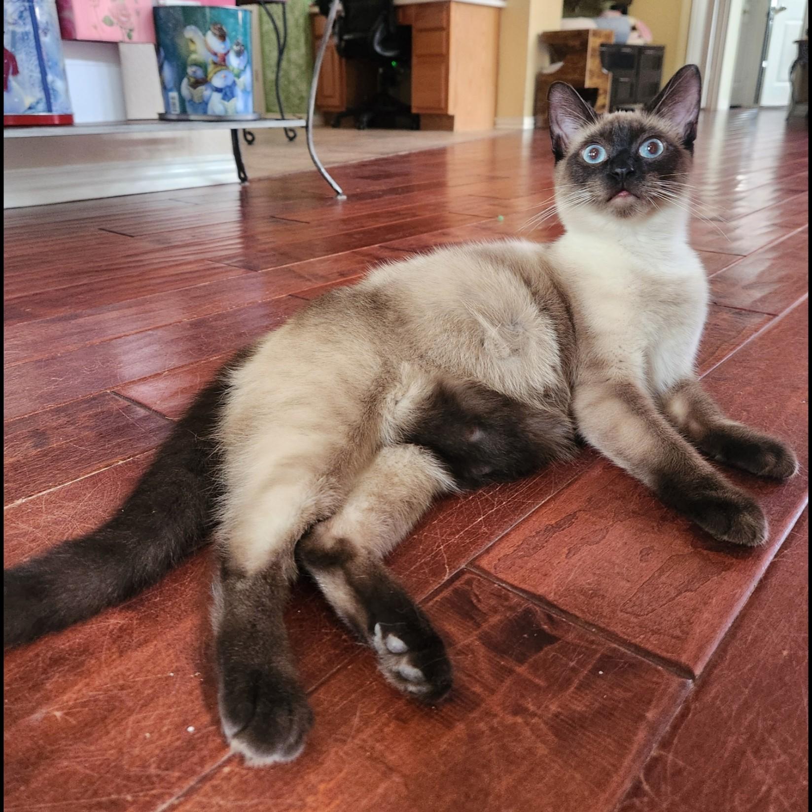Enlarge Lao Zhu (Seal-Point Siamese), an adopted mixed breed in Allen, TX image 5/6
