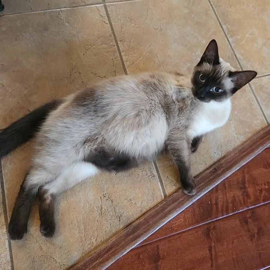 Enlarge Lao Zhu (Seal-Point Siamese), an adopted mixed breed in Allen, TX image 2/6