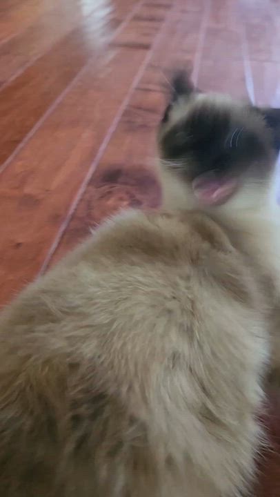 Enlarge Lao Zhu (Seal-Point Siamese), an adopted mixed breed in Allen, TX video 4/6