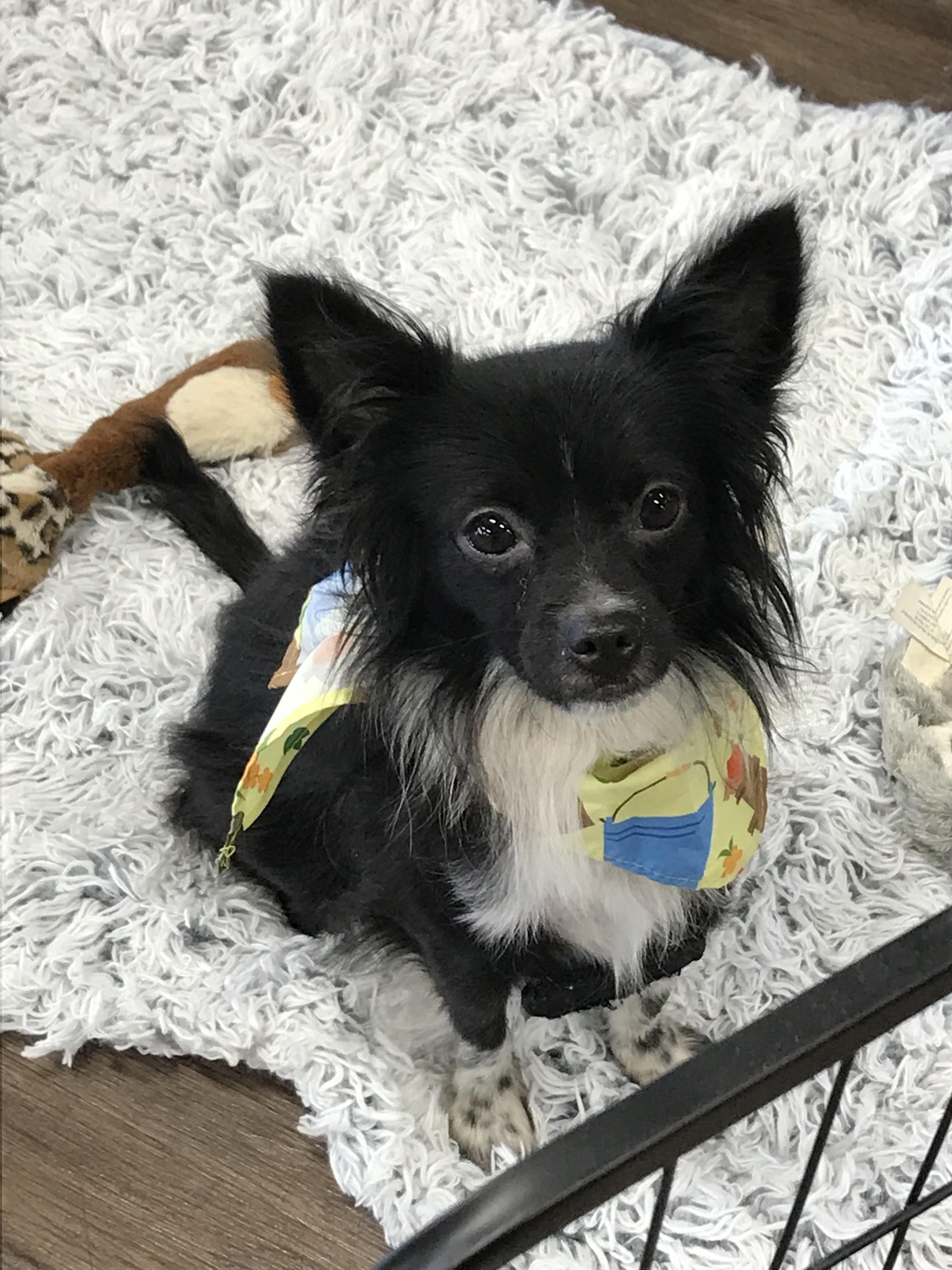 Chex Ralston, a Adoptable mixed breed in Memphis, TN image 1/6