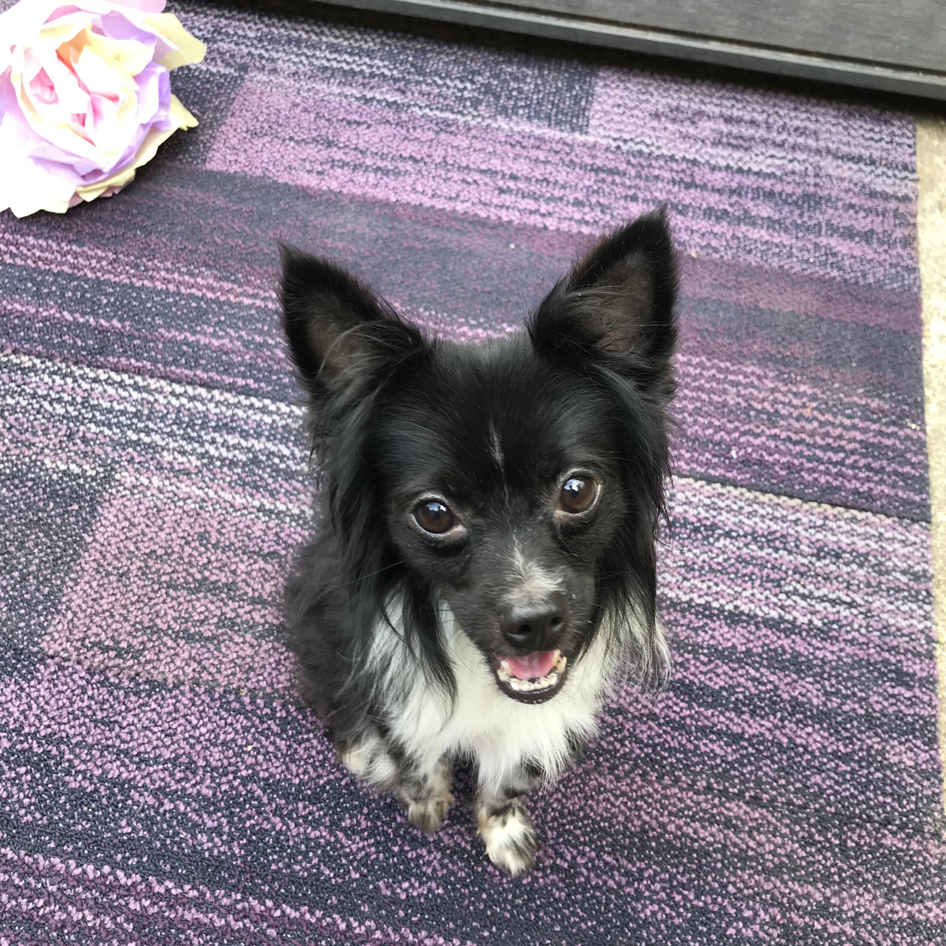 Chex Ralston, a Adoptable mixed breed in Memphis, TN image 4/6