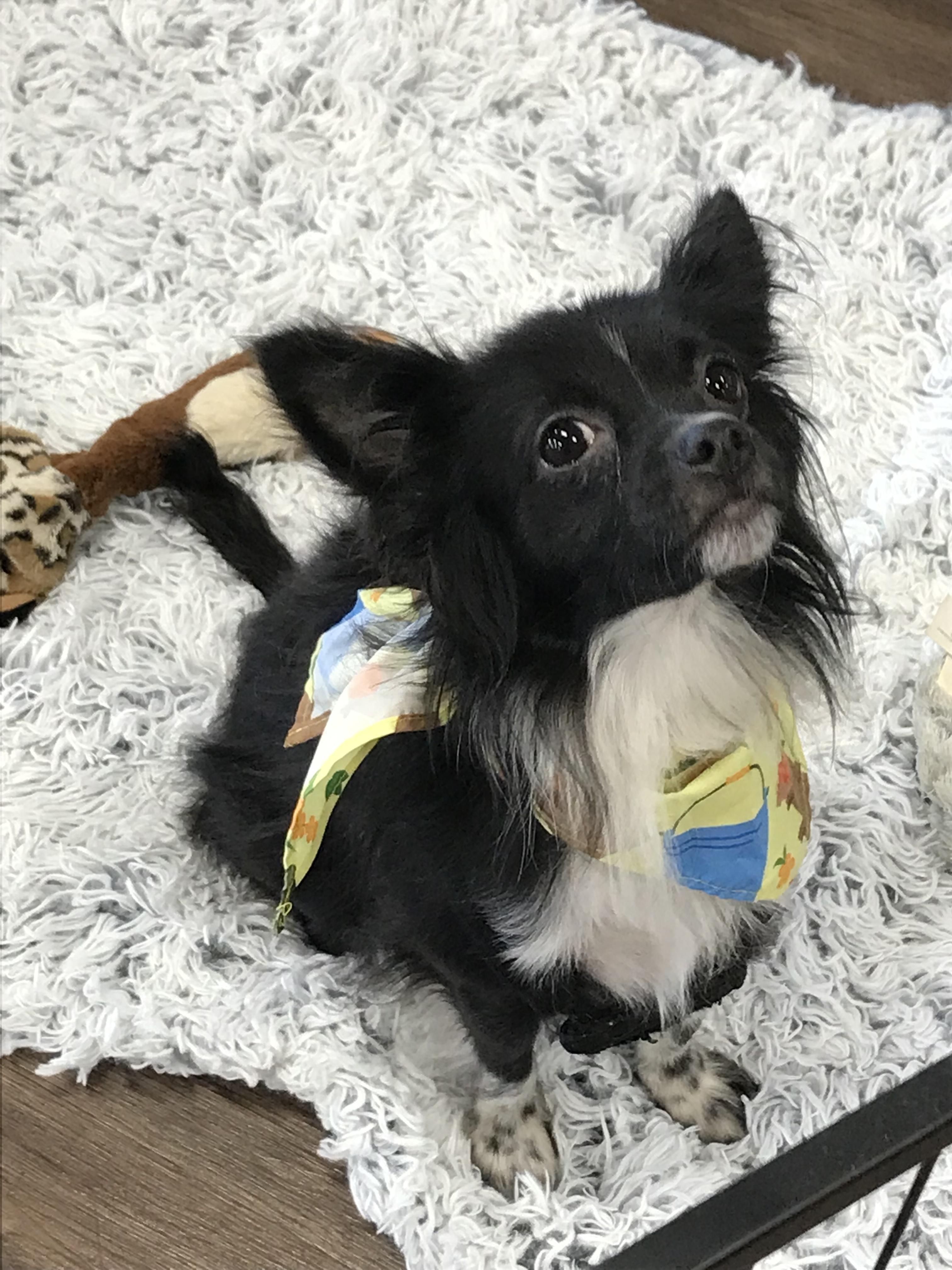 Chex Ralston, a Adoptable mixed breed in Memphis, TN image 2/6