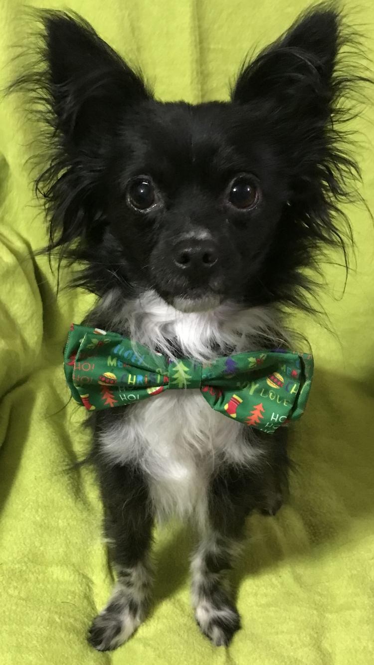 Enlarge Chex Ralston, a Adoptable mixed breed in Memphis, TN image 2/6