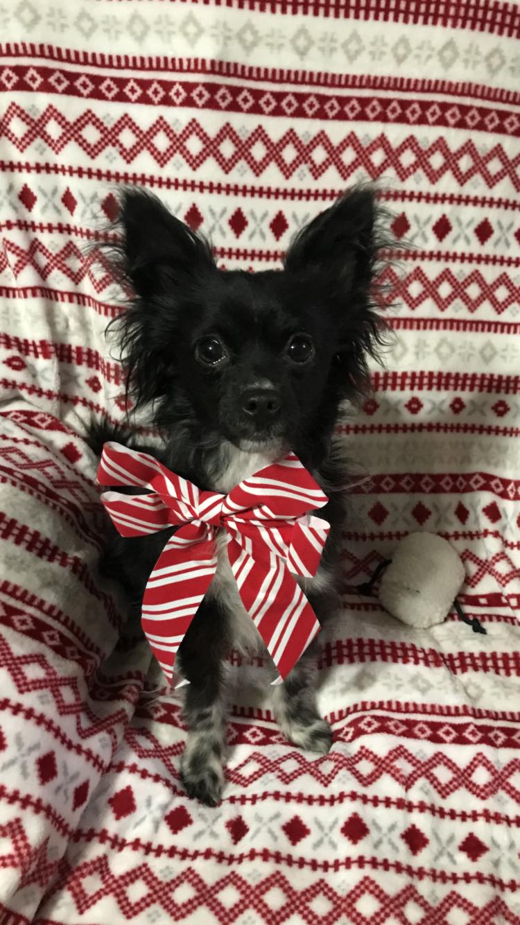 Enlarge Chex Ralston, a Adoptable mixed breed in Memphis, TN image 3/6