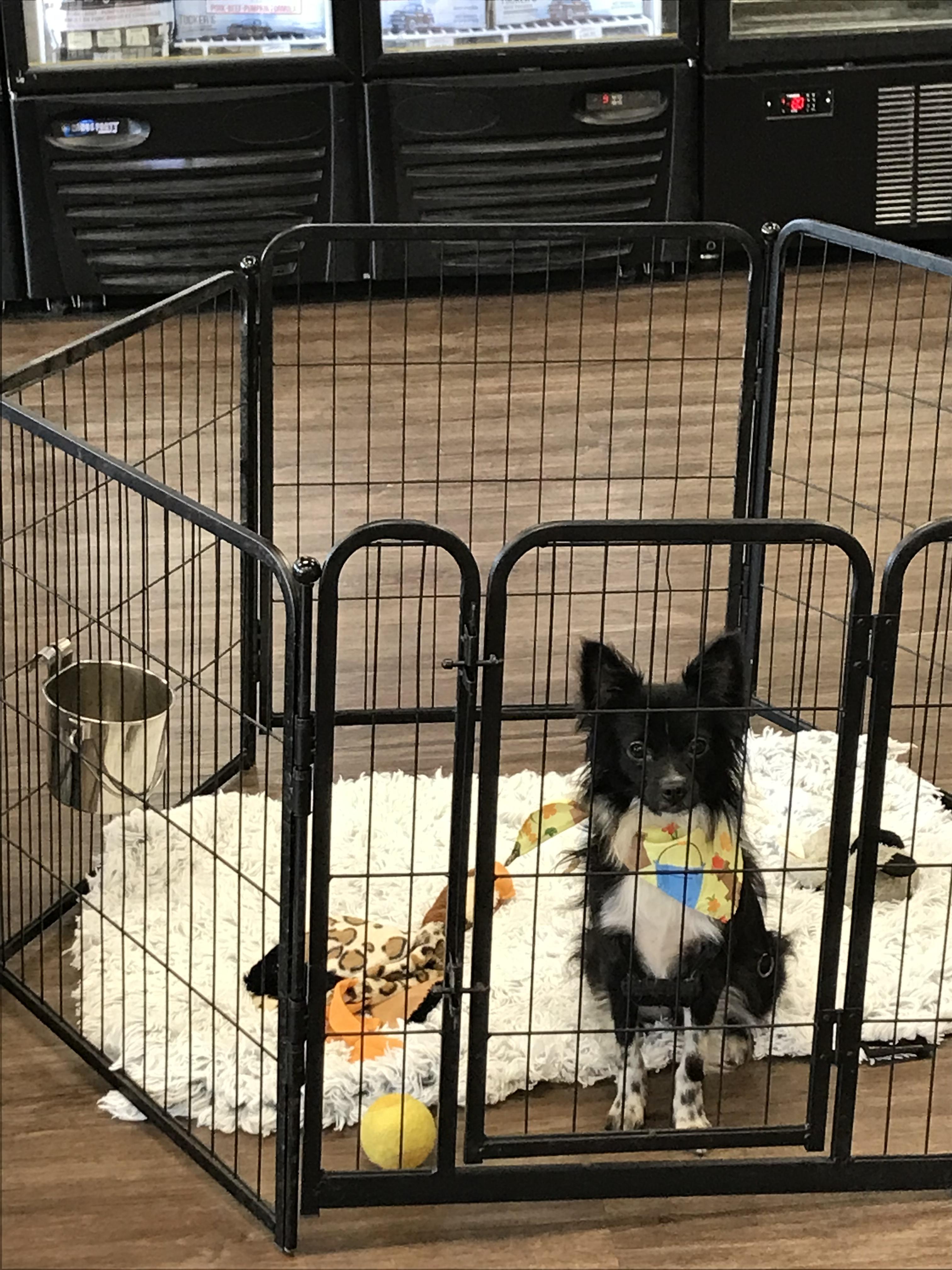 Chex Ralston, a Adoptable mixed breed in Memphis, TN image 3/6