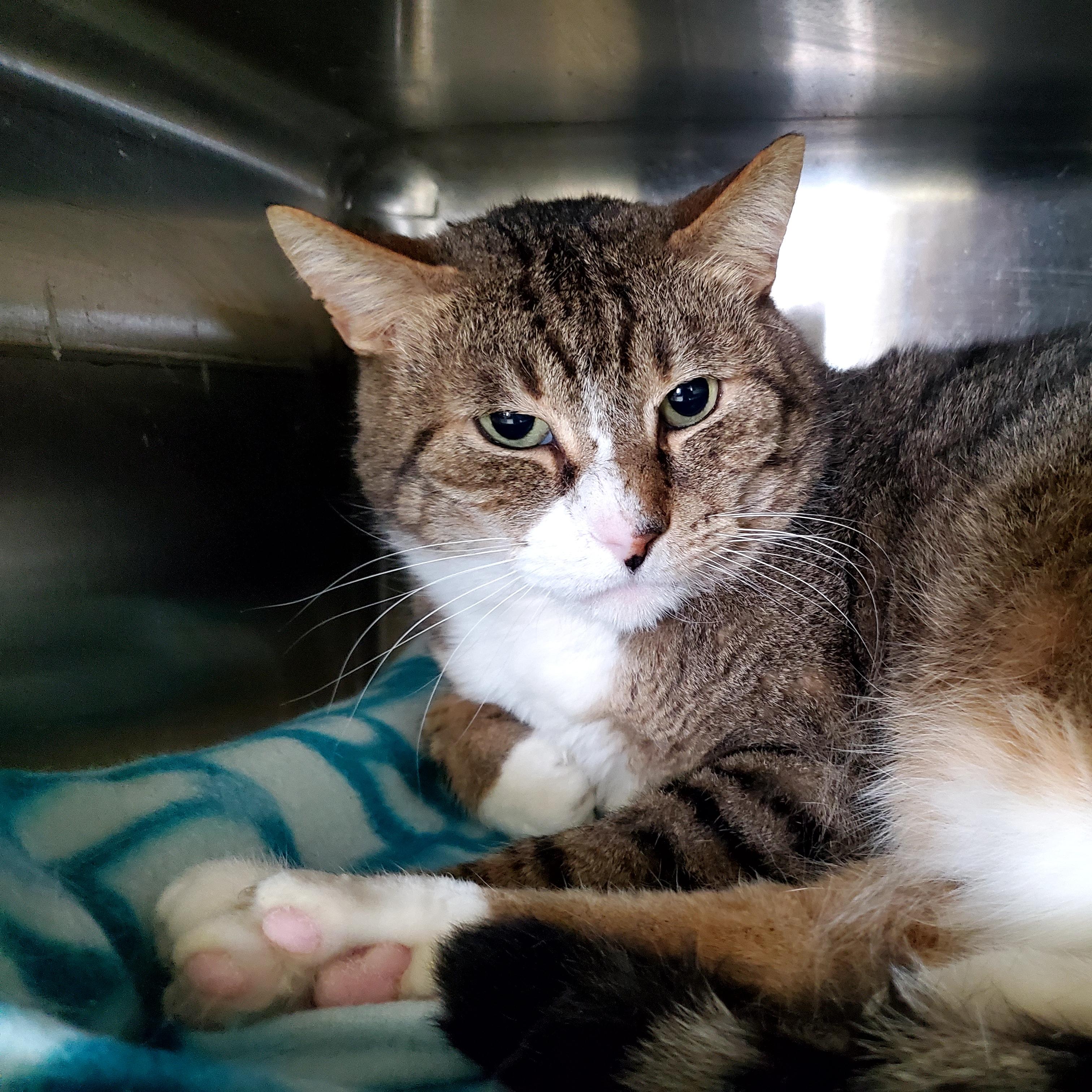 Penelope, adoptable, Adult Female Domestic Short Hair.