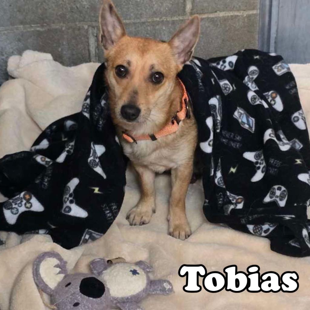 Tobias, a Adoptable mixed breed in Hillsboro, OH image 1/2