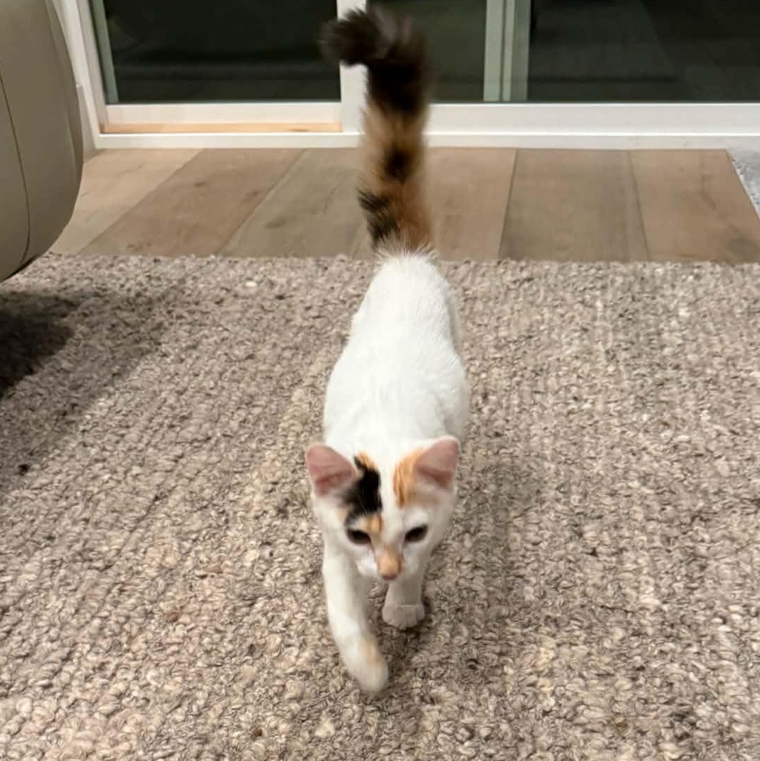 Enlarge Rosemary, a Adopted Domestic Medium Hair in St. George, UT image 2/2